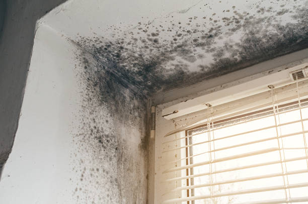 Affordable Mold Cleanup solutions in Chester Gap, VA