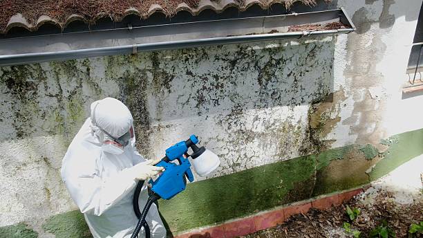 Top rated local Mold Cleanup specialists in Chester Gap, VA